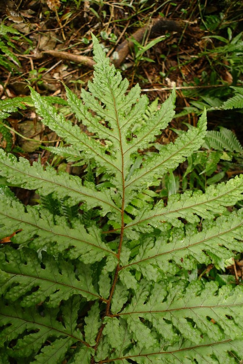 Tectaria sinuata
