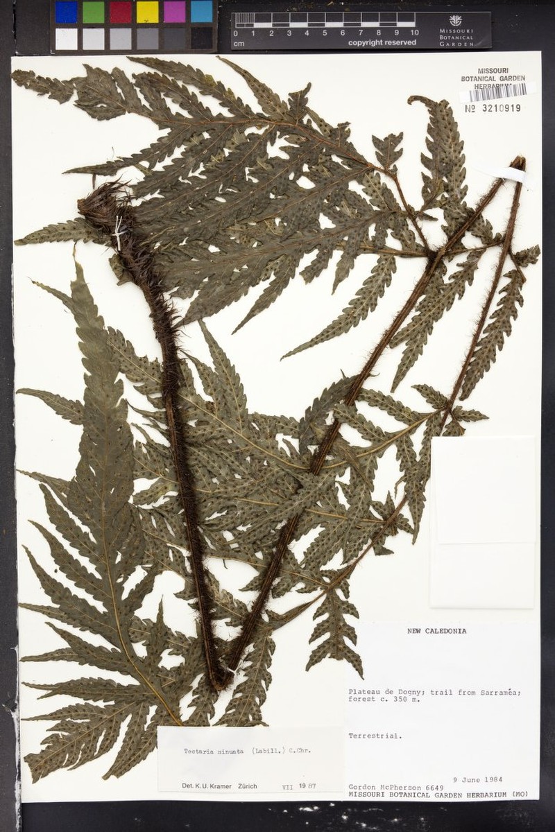 Tectaria sinuata photo 2