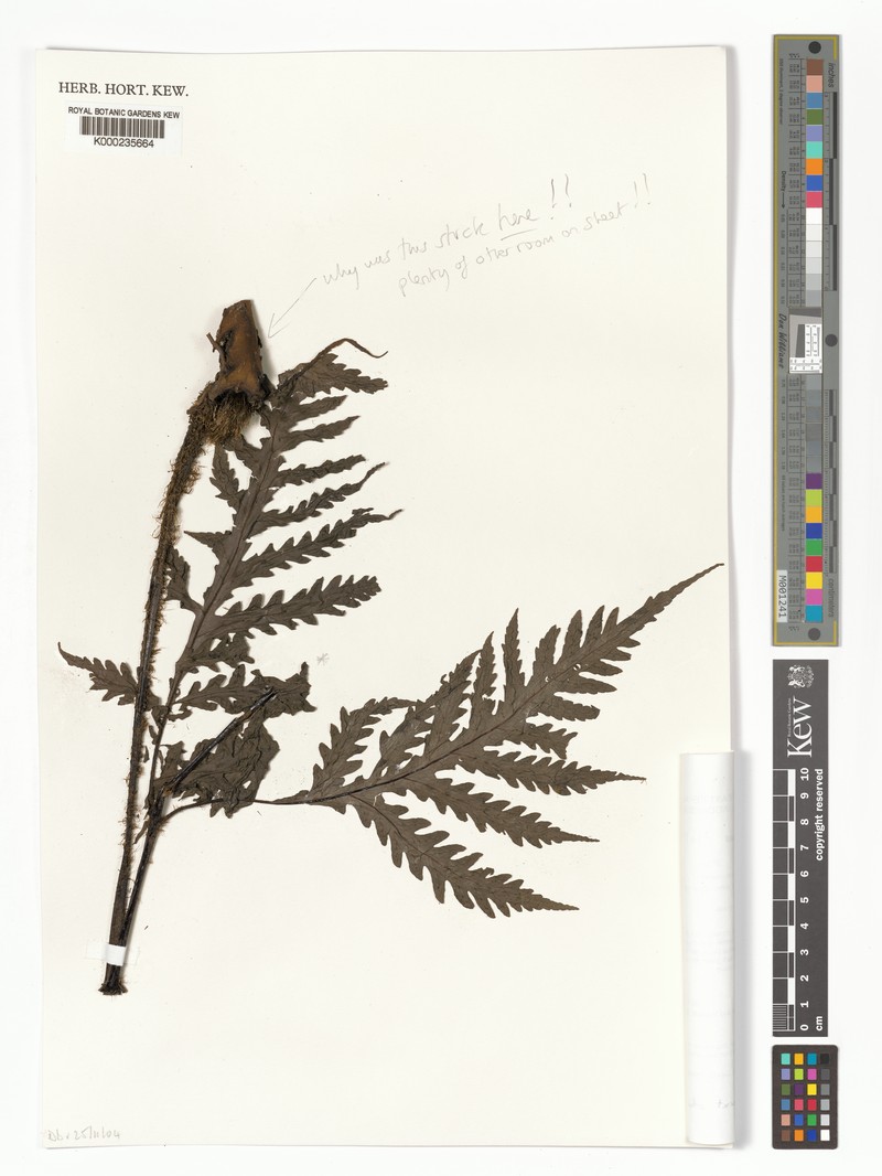 Tectaria squamipes photo 2
