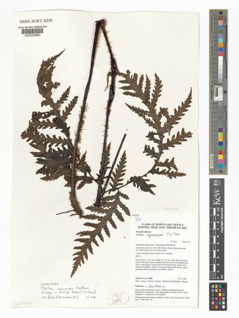Tectaria squamipes photo 3