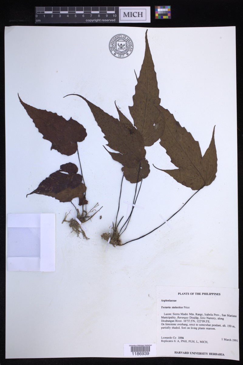 Tectaria stalactica photo 2