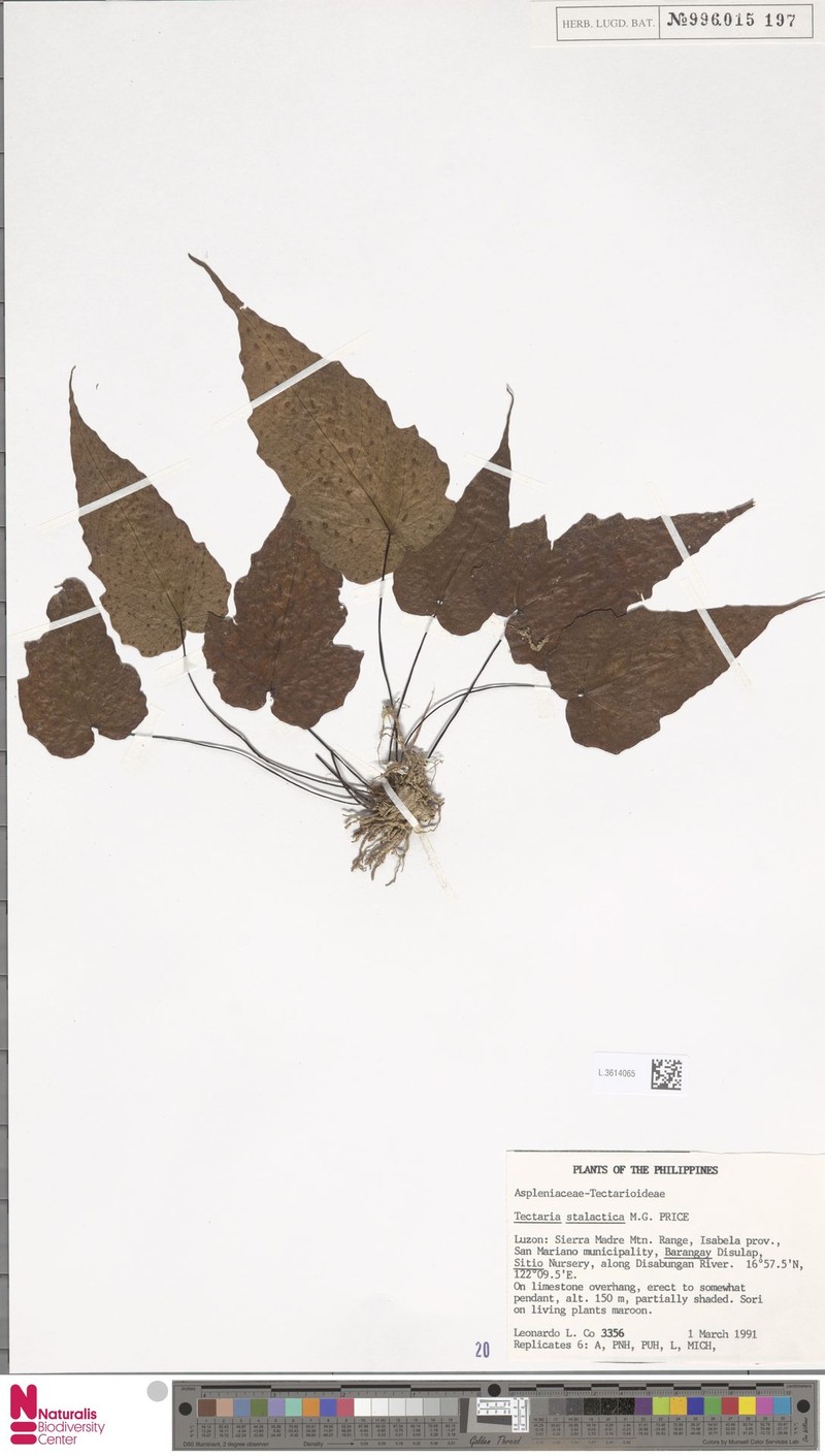 Tectaria stalactica photo 3
