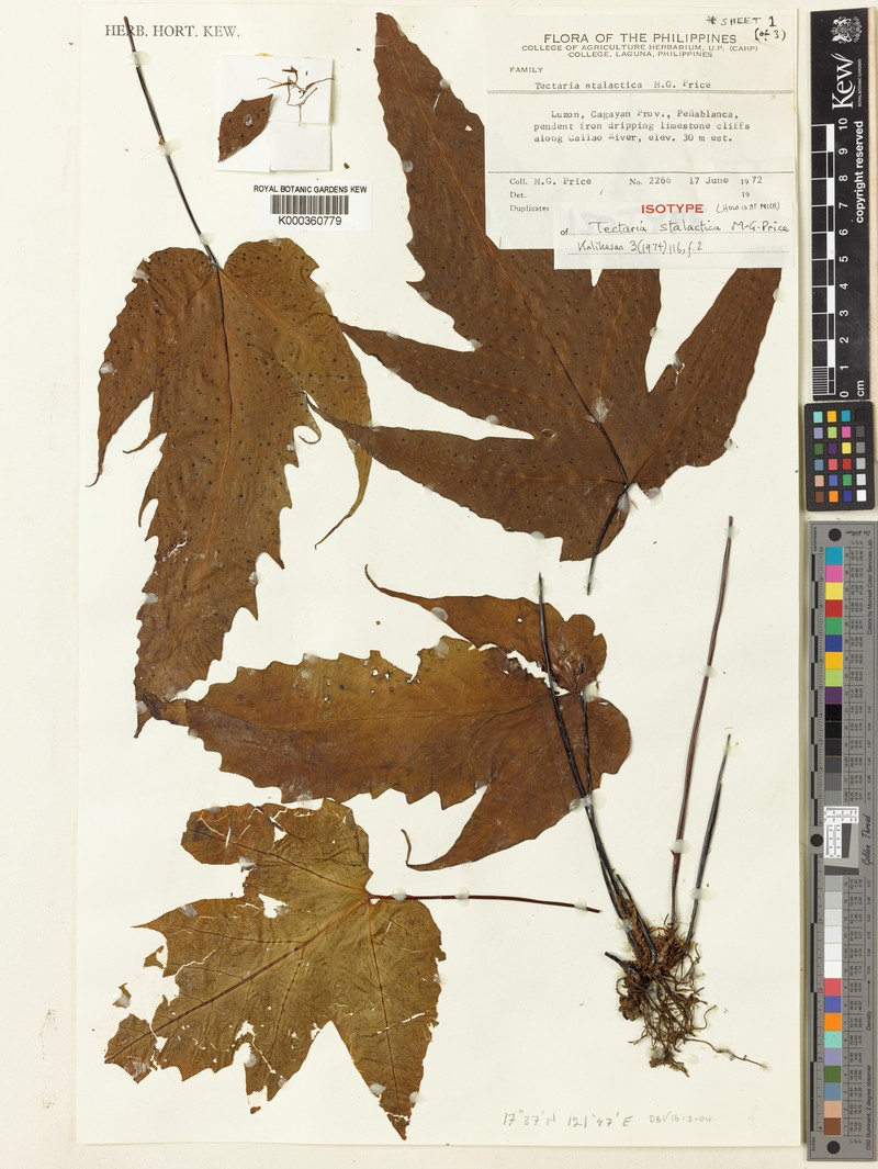 Tectaria stalactica photo 4