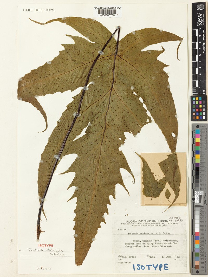 Tectaria stalactica photo 5