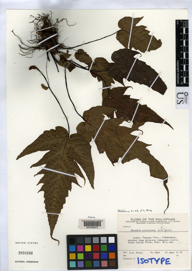 Tectaria stalactica
