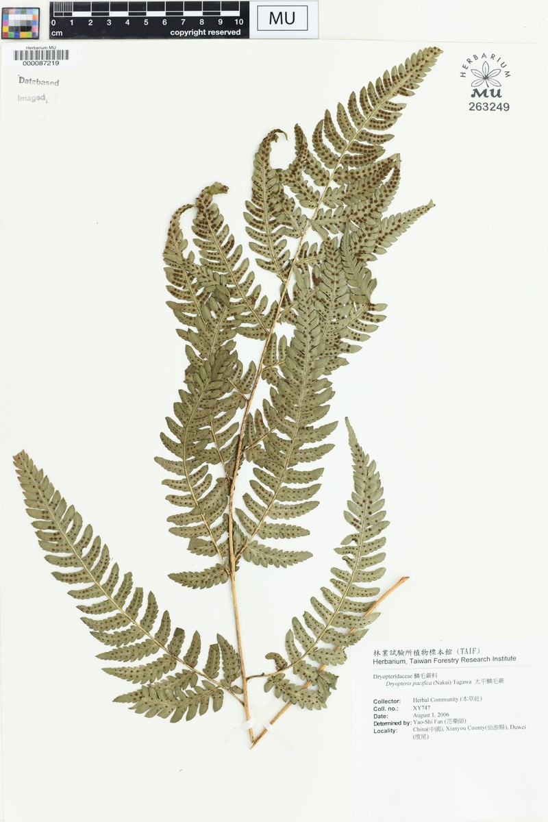 Tectaria stearnsii