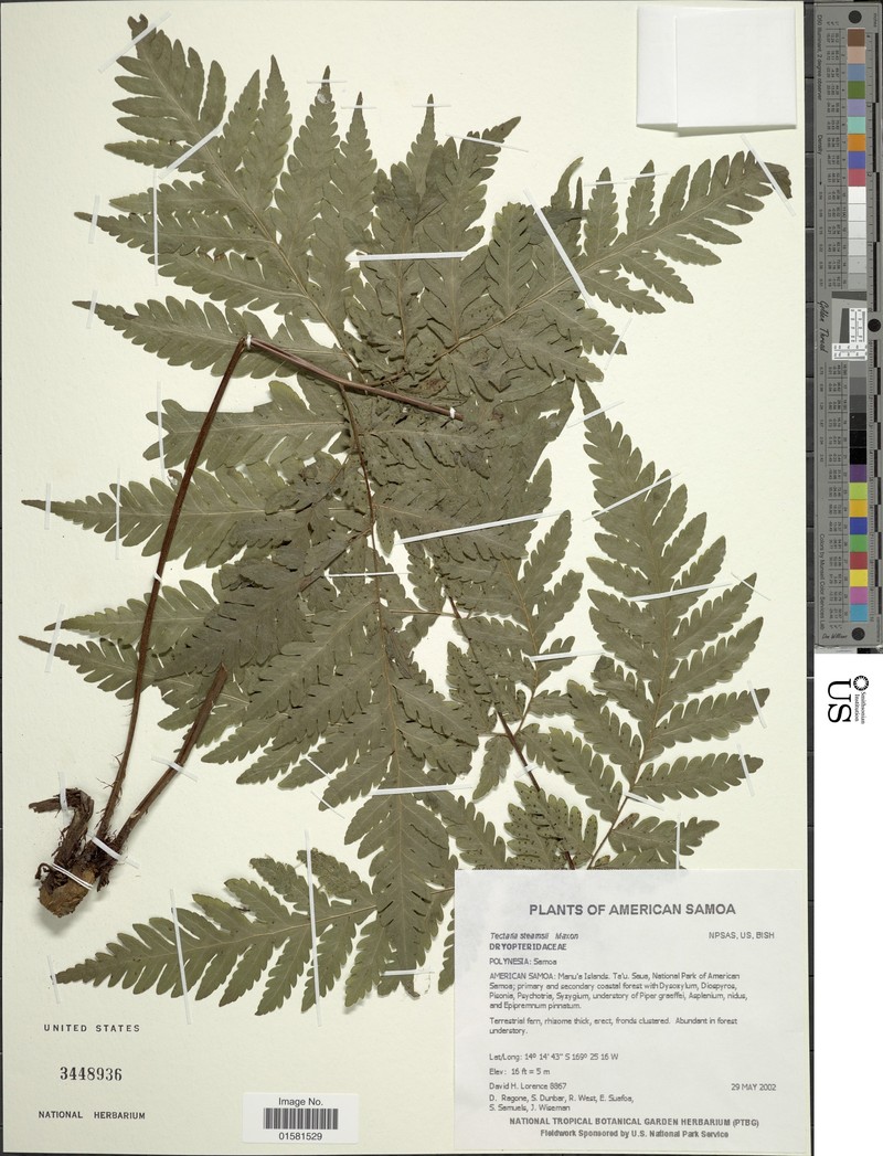 Tectaria stearnsii photo 2