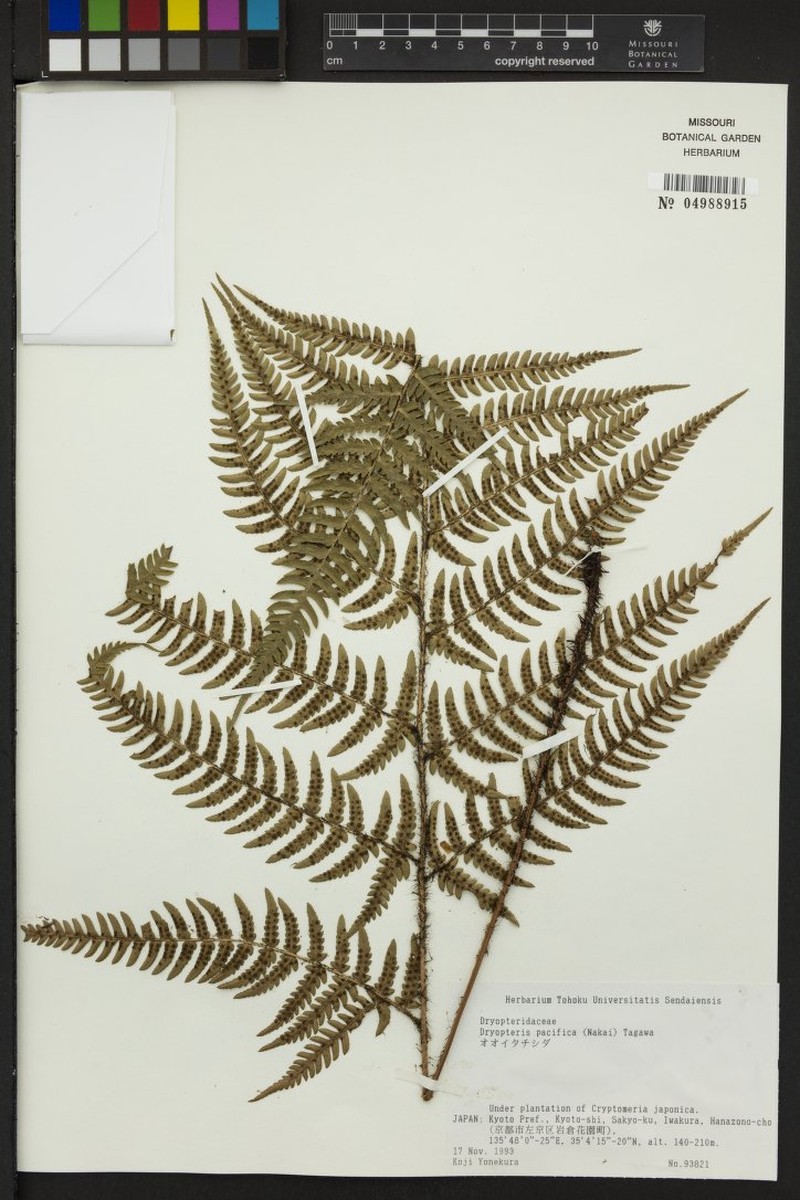 Tectaria stearnsii photo 3