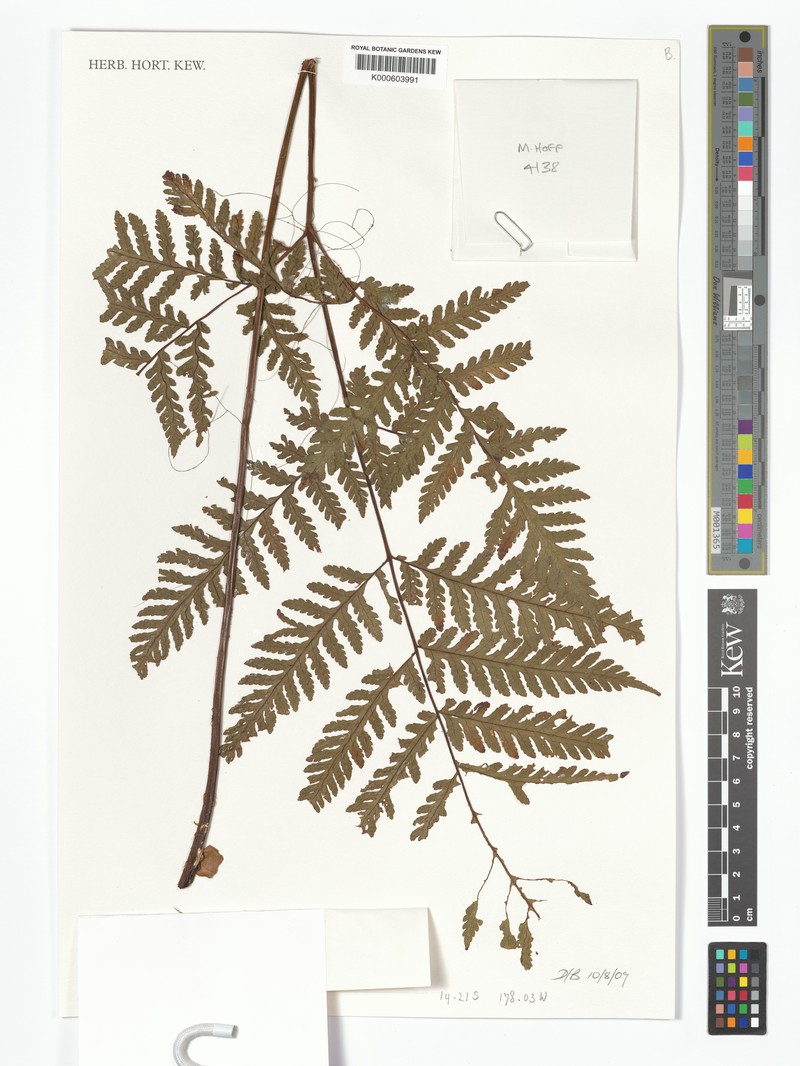Tectaria stearnsii photo 4