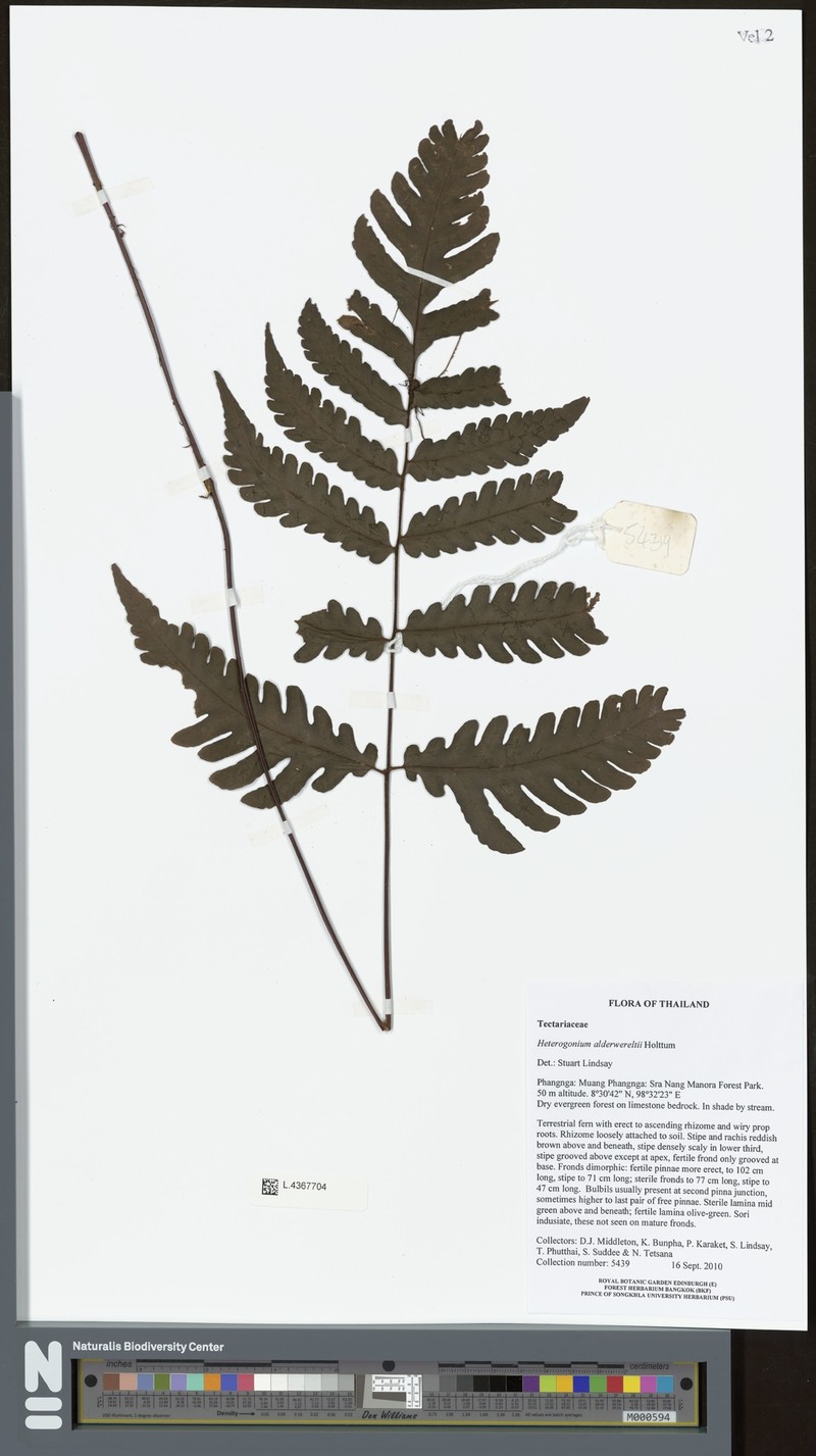 Tectaria stenosemioides