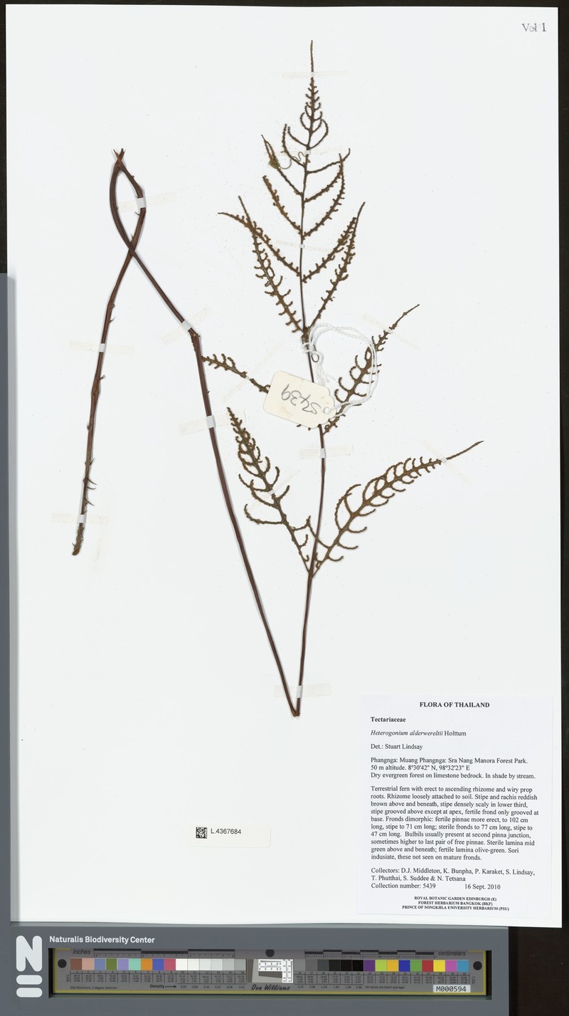 Tectaria stenosemioides photo 2