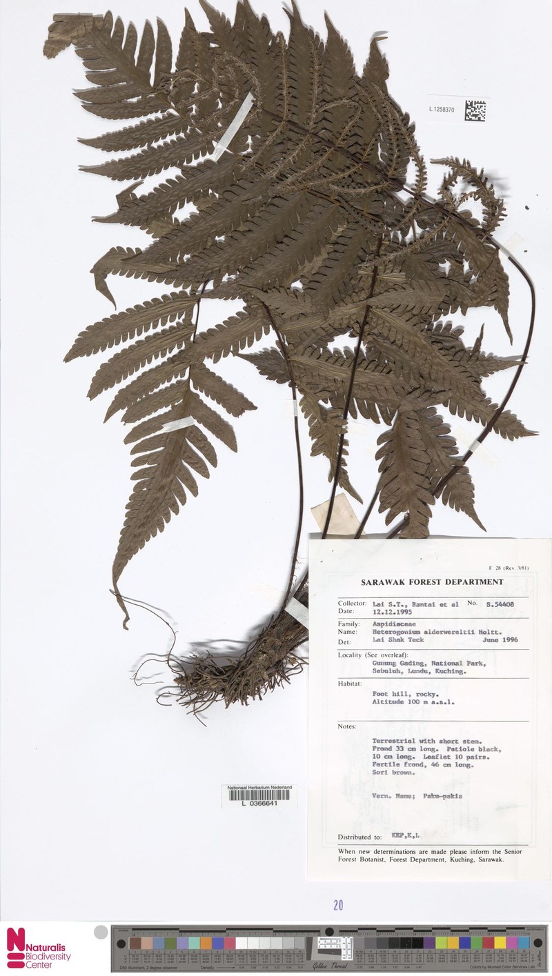 Tectaria stenosemioides photo 3