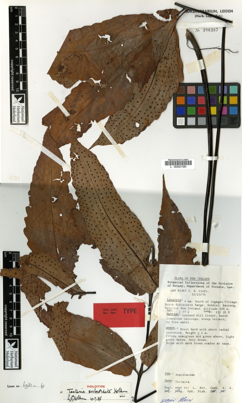 Tectaria subcordata