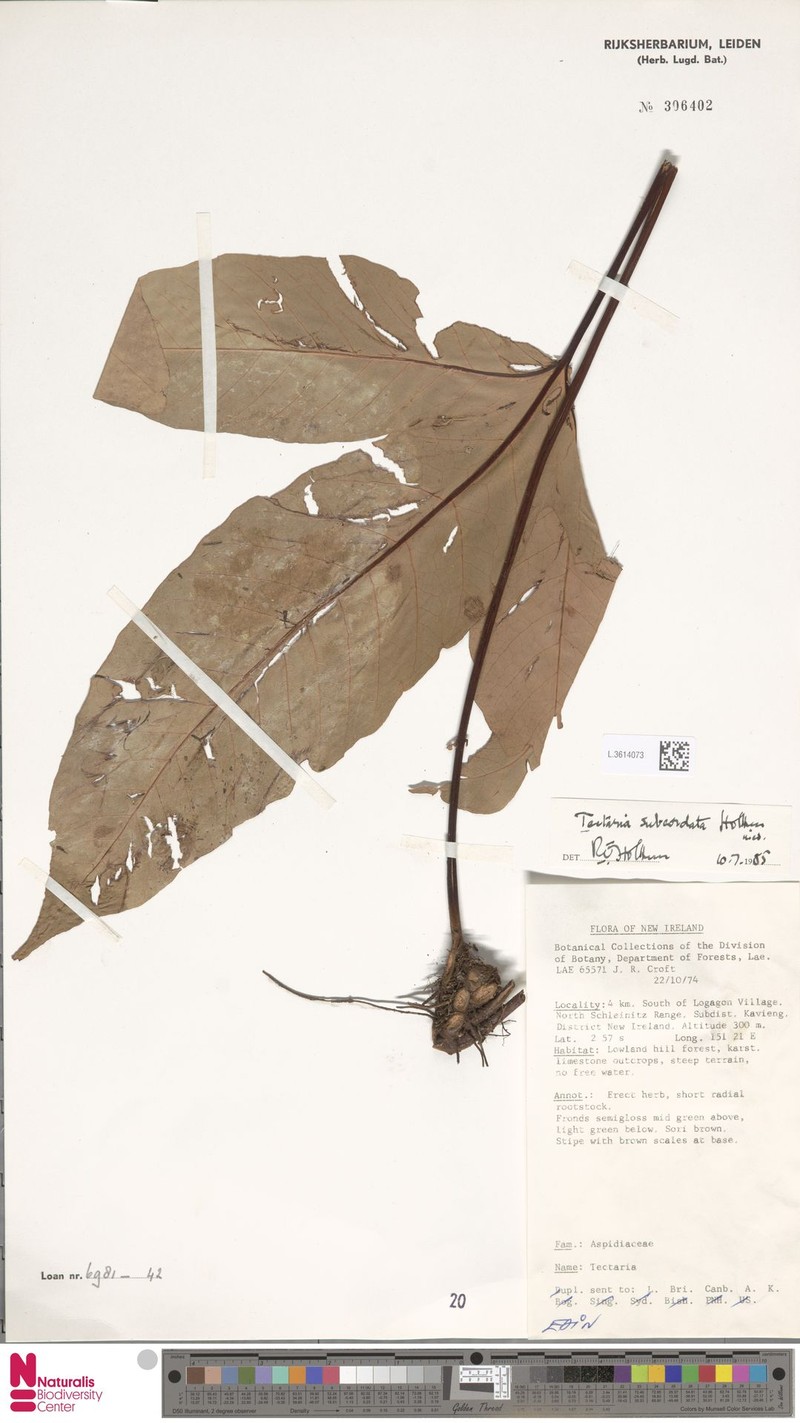 Tectaria subcordata photo 2