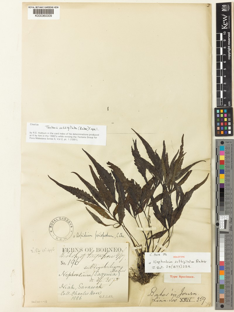Tectaria subdigitata