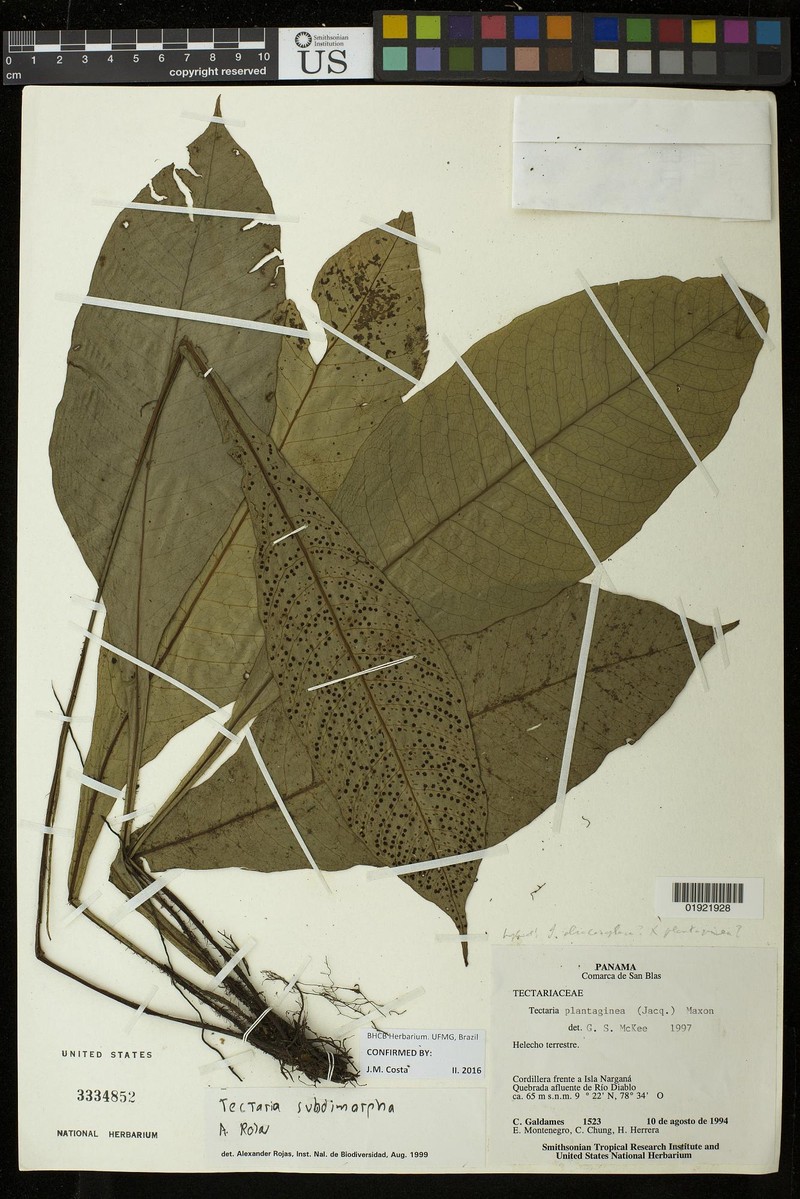 Tectaria subdimorpha