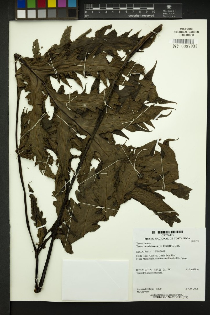 Tectaria subebenea