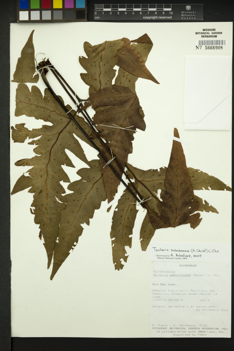 Tectaria subebenea photo 2