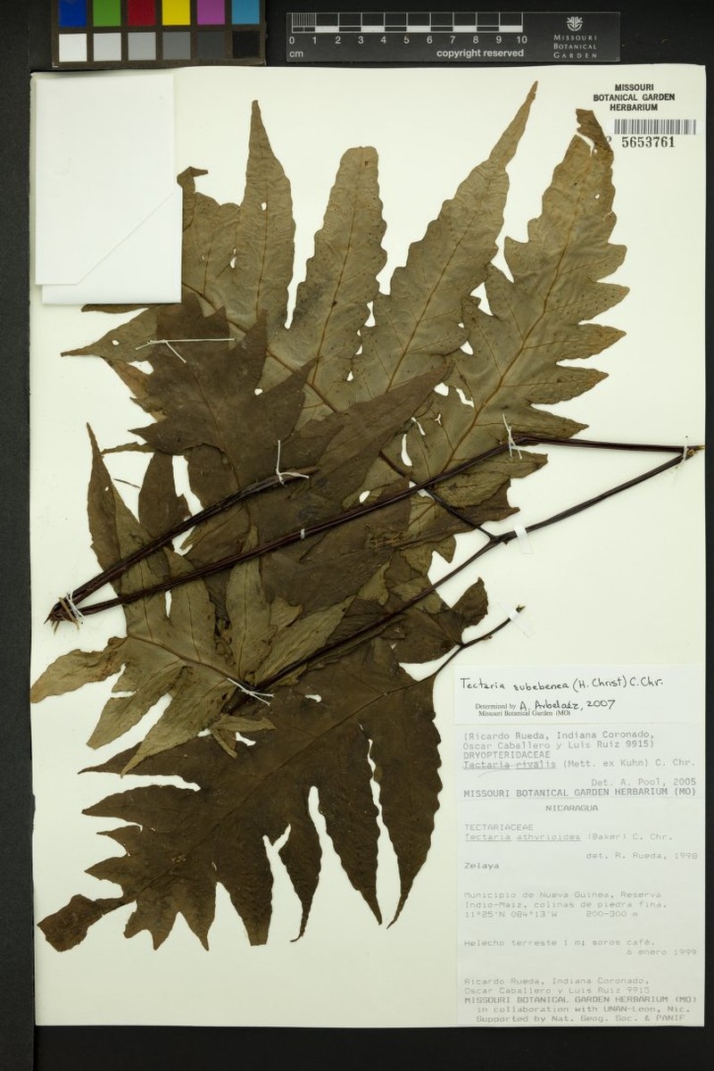 Tectaria subebenea photo 3