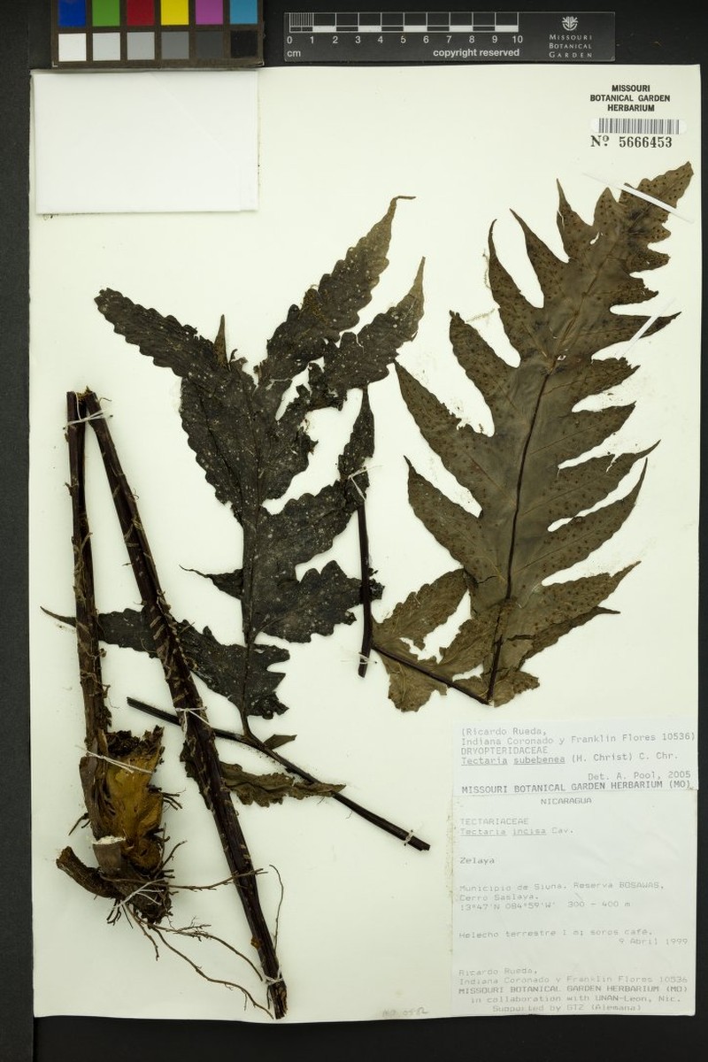 Tectaria subebenea photo 4