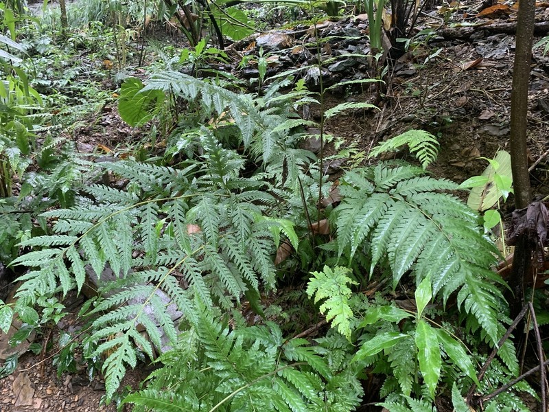 Tectaria subfuscipes