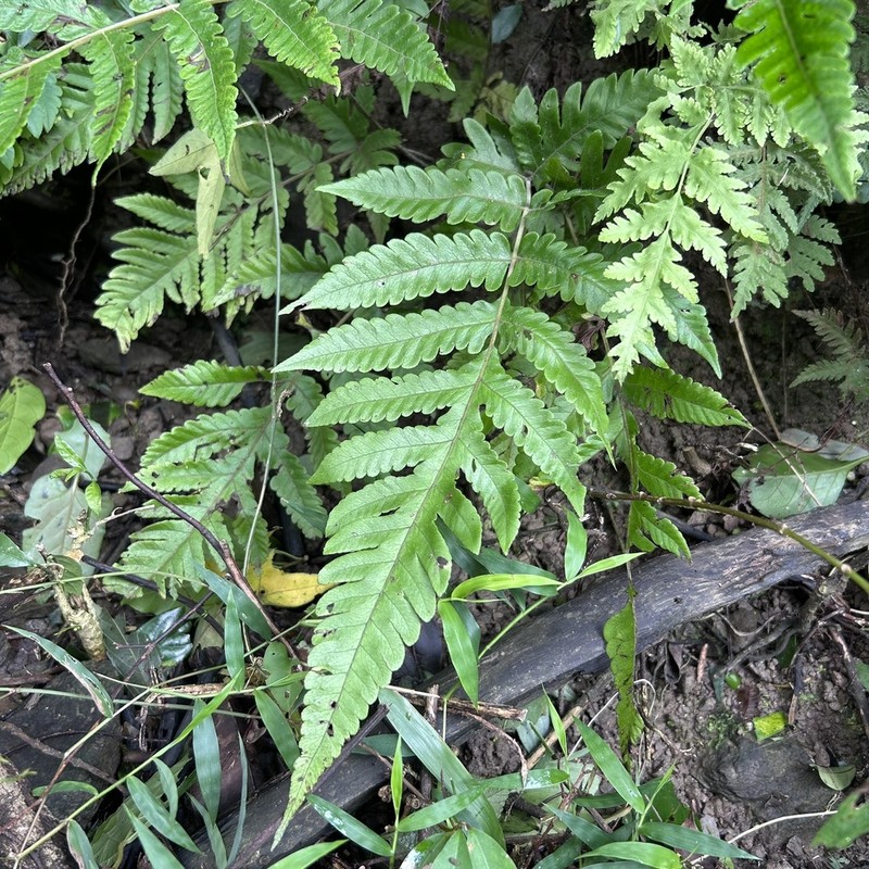Tectaria subfuscipes photo 2