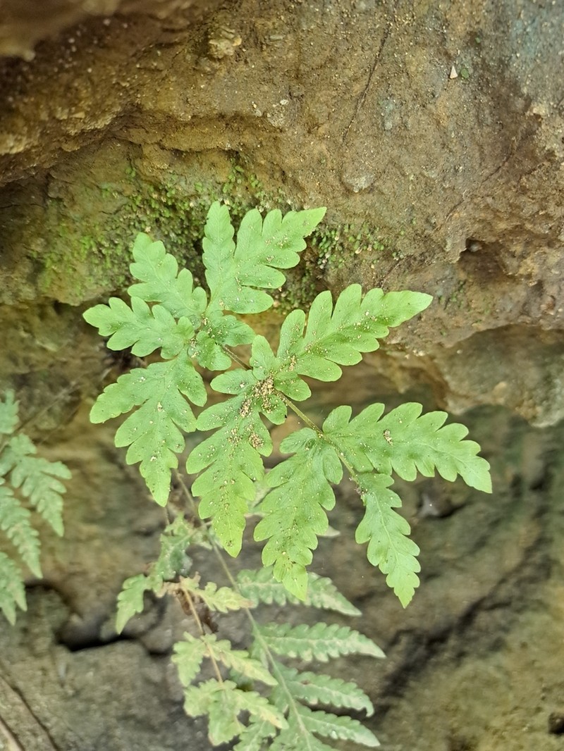 Tectaria subfuscipes photo 4