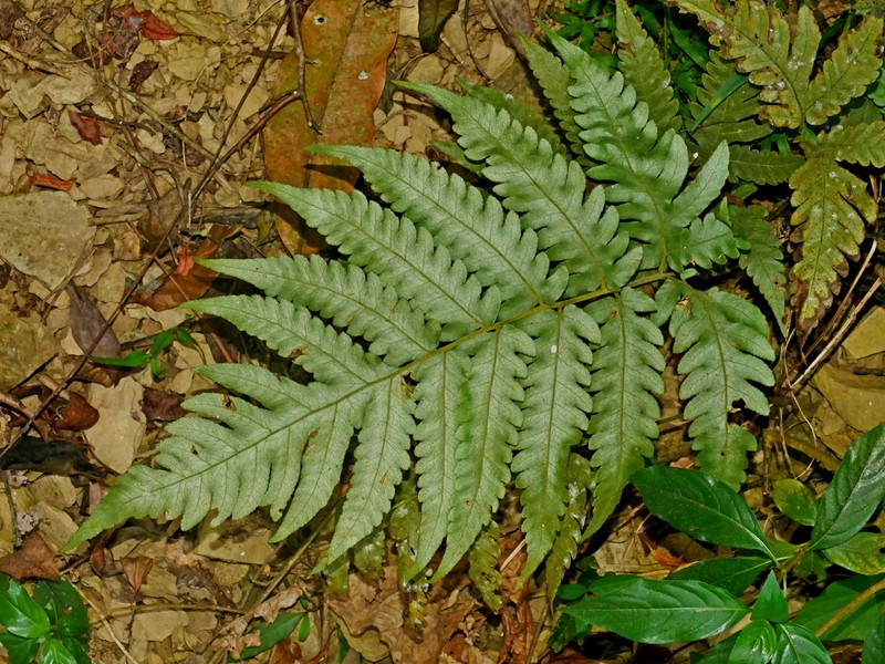 Tectaria subfuscipes photo 8
