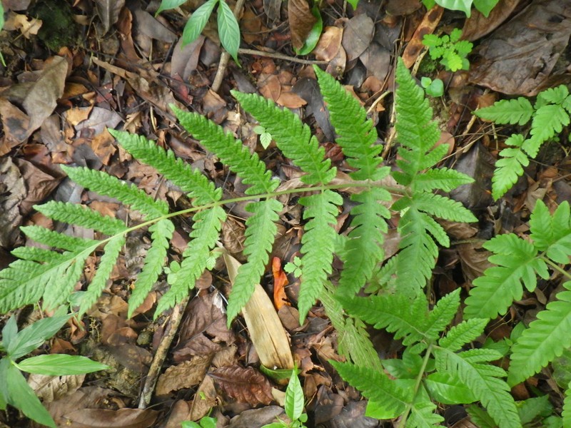 Tectaria subsageniacea