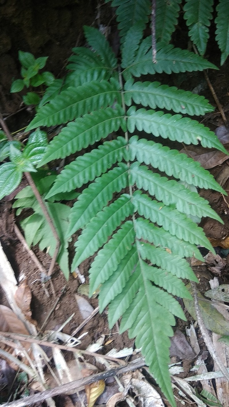 Tectaria subsageniacea photo 2