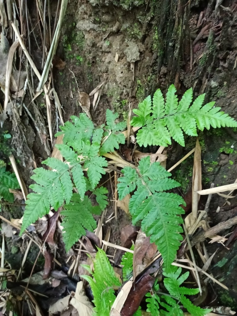 Tectaria subsageniacea photo 3