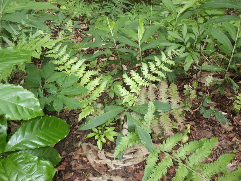 Tectaria subsageniacea photo 4