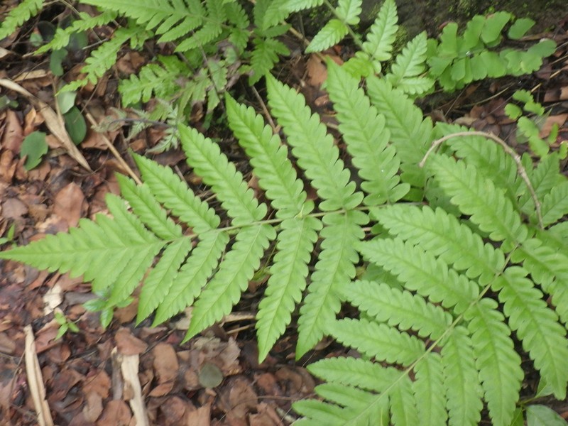 Tectaria subsageniacea photo 5