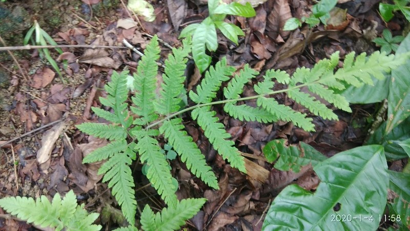 Tectaria subsageniacea photo 6