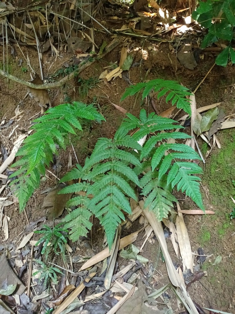 Tectaria subsageniacea photo 7