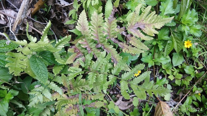 Tectaria subsageniacea photo 8