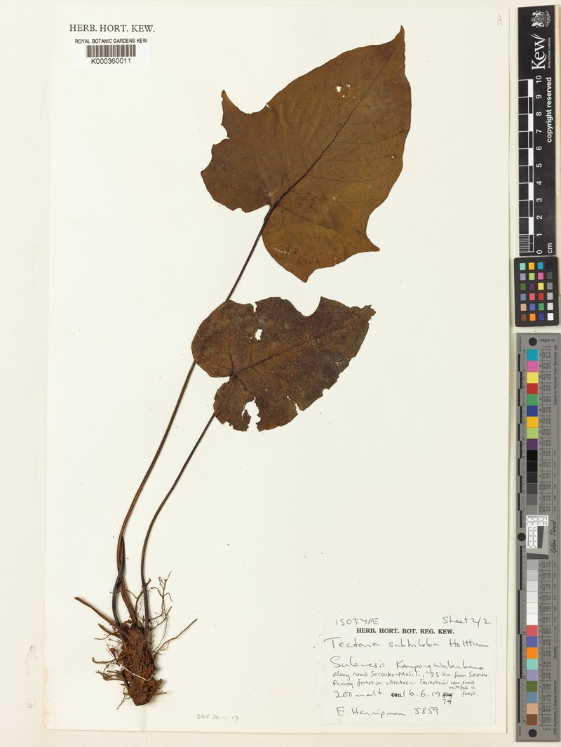 Tectaria subtriloba photo 2