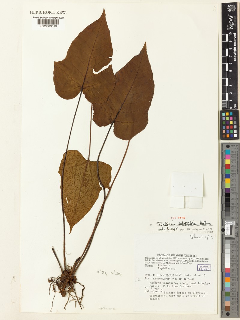 Tectaria subtriloba photo 3