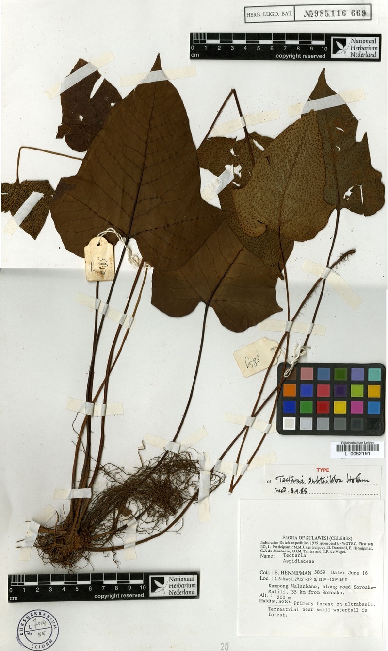 Tectaria subtriloba photo 4