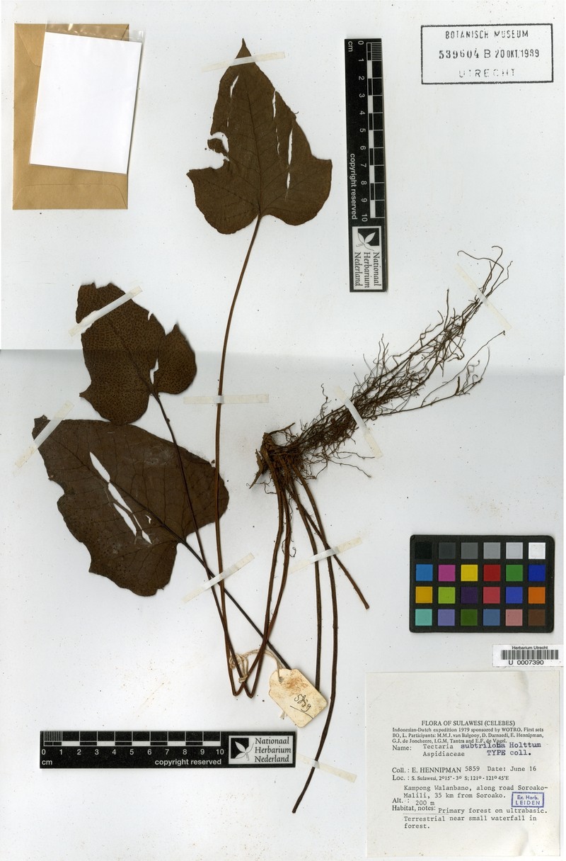 Tectaria subtriloba photo 5