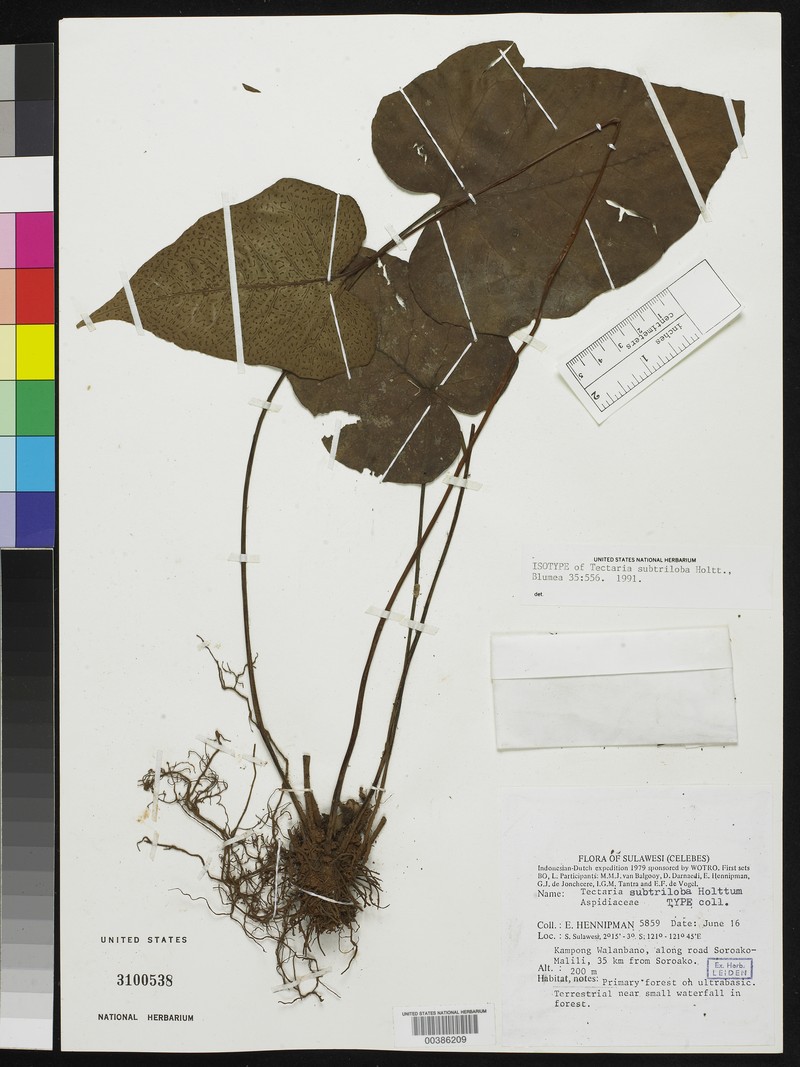 Tectaria subtriloba