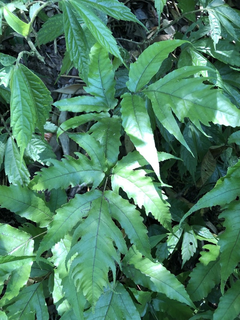 Tectaria subtriphylla