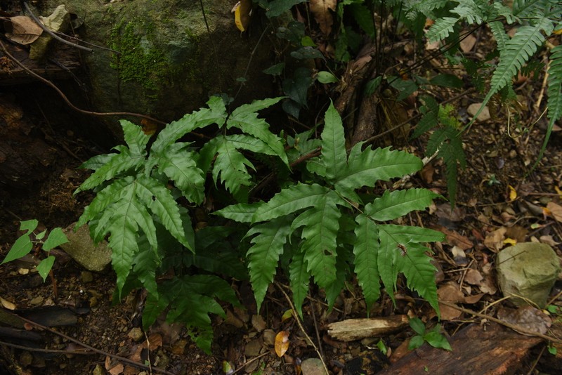 Tectaria subtriphylla photo 2
