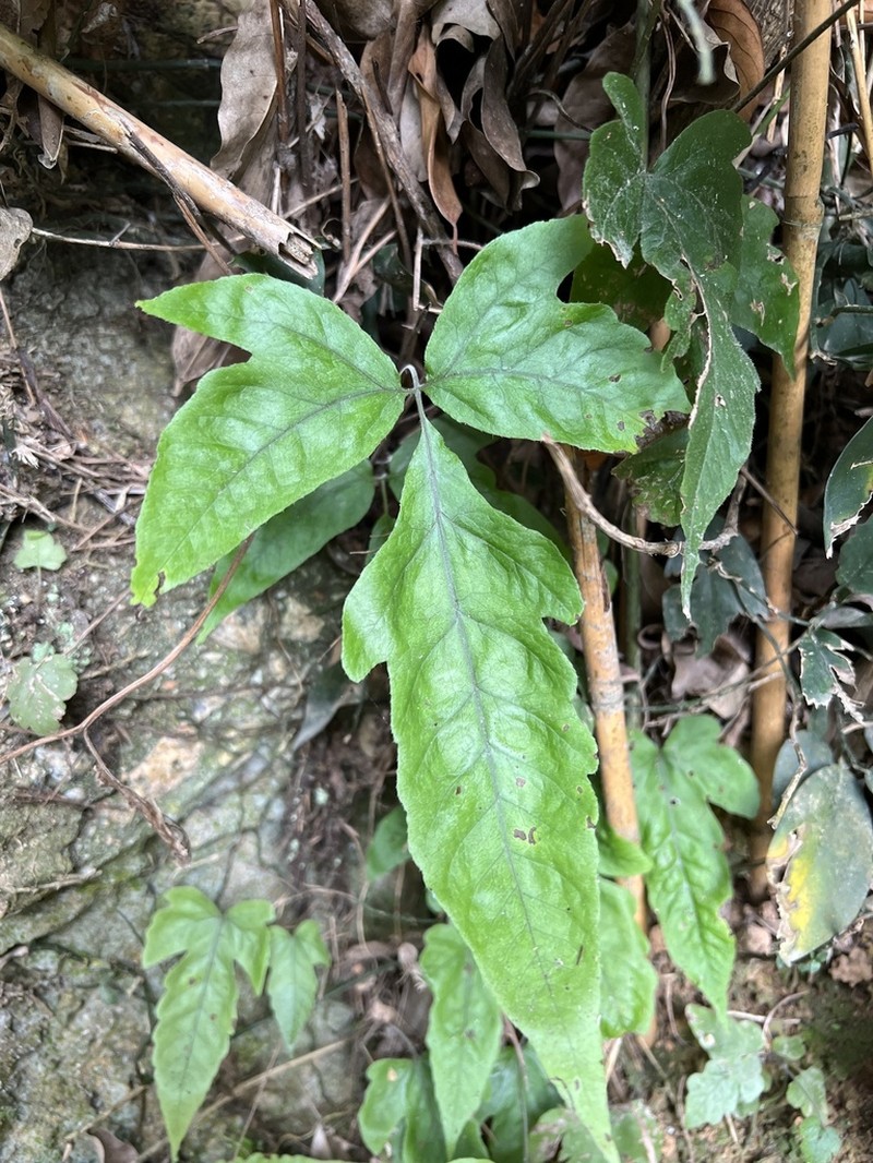 Tectaria subtriphylla photo 3