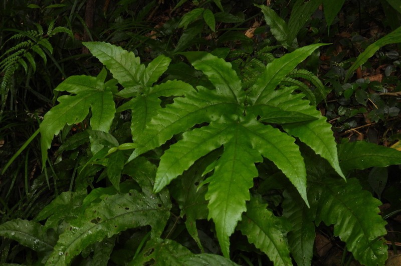 Tectaria subtriphylla photo 4