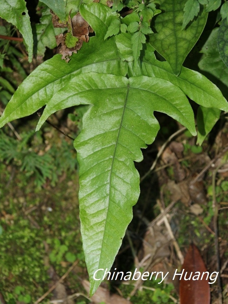 Tectaria subtriphylla photo 5