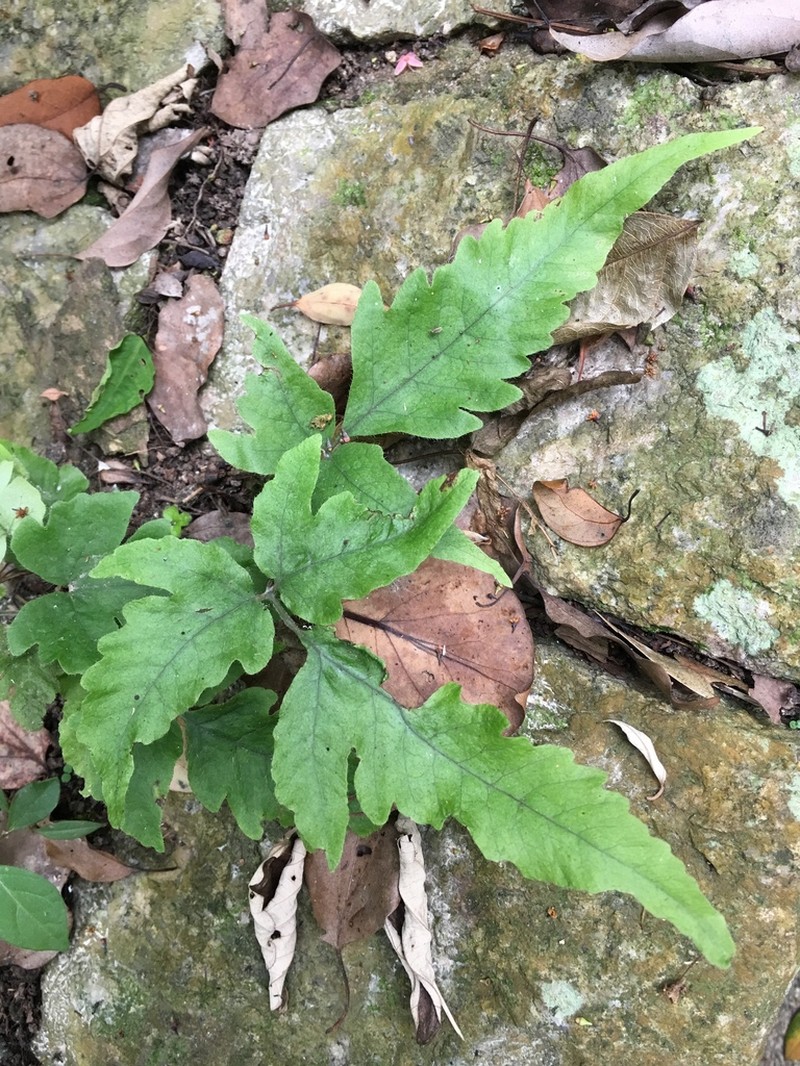 Tectaria subtriphylla photo 6