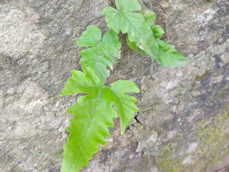 Tectaria subtriphylla photo 7