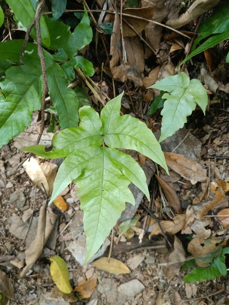 Tectaria subtriphylla photo 8