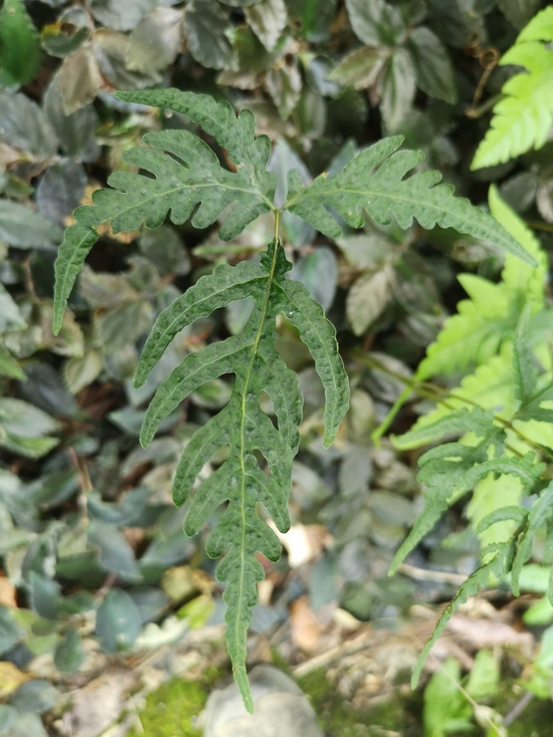 Tectaria subvariolosa